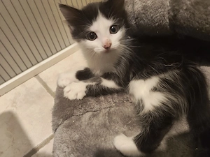 Kitten Mix MainCoon EKH abgabebereit