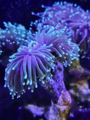 Euphyllia glabresence Sun of God