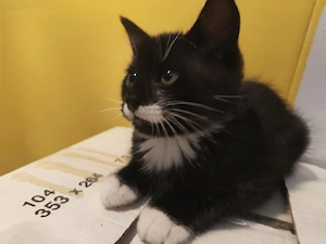 Kitten Mix EKH Main Coon abgabebereit 