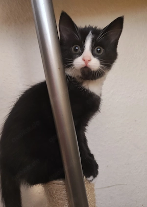 Kitten Mix EKH Main Coon abgabebereit 