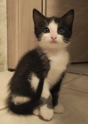 Kitten Mix EKH Main Coon abgabebereit 
