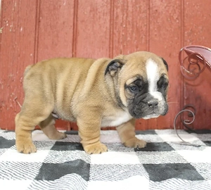 Englische Bulldogge