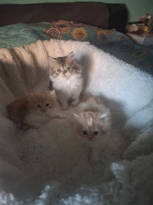 perserkitten