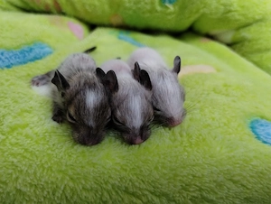  Super niedliche Degu Kids, viel Mädels: Agouti,-Schecke,Sandschecke suchen ihren Lieblingsmenschen!