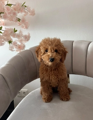 toy pudel zwergpudel teddy 