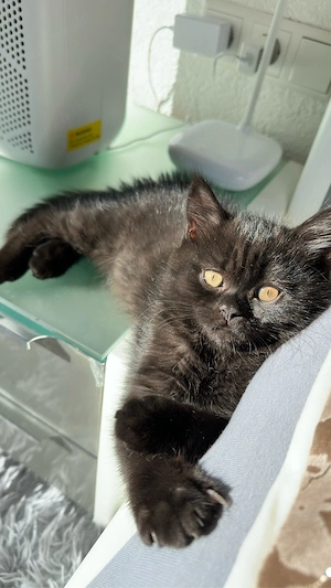 Reinrassige BKH-Kitten - kleine Traumkätzchen suchen ihr Zuhause