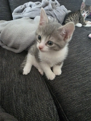 Sphynx Mix Kitten 