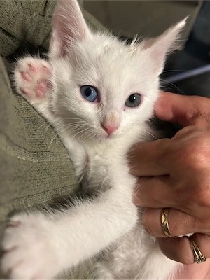 Traumhafte BKH-Siam-Mix Katze (Odd-Eyed   zwei Augenfarben)   mit Hund & Kindern aufgewachsen!
