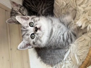 Reinrassige Bkh Kitten 
