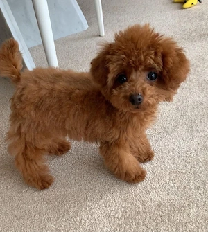 Toy-Pudel-Welpen, Hunde***