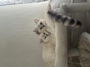 Zwei Kater BKH mit blauen Augen 