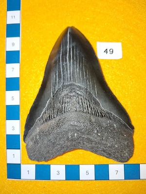 Megalodon Zahn (No 49), USA