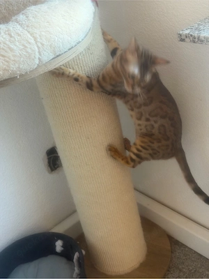 Bengal Katze sucht ein schönes zu Hause 
