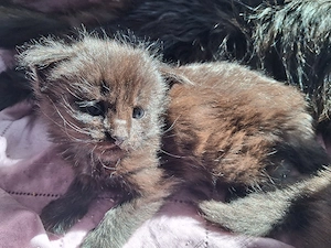 Maine Coon Xxl Kitten Black