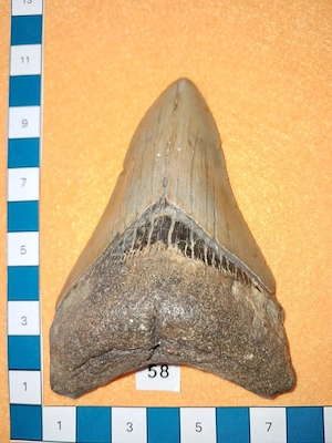 Megalodon Zahn (No 58), USA South Carolina