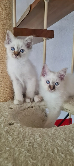 Heilige Birma Kitten 