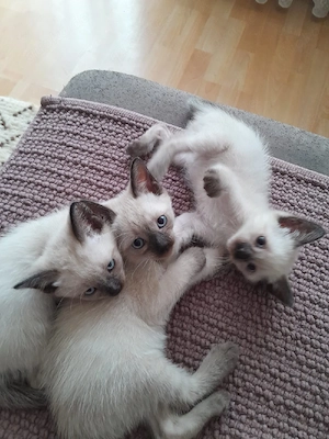 Reinrassige Siam Kitten 