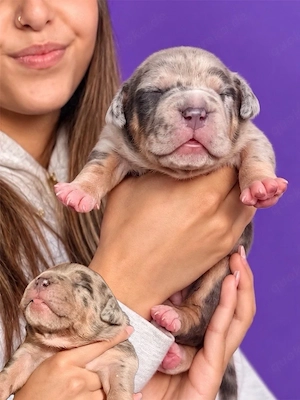 American Bully  