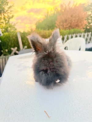 angora kaninchen zu verschenken 