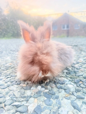 englisch angora kaninchen 