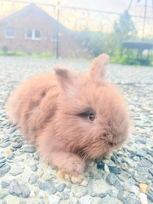 englisch angora 