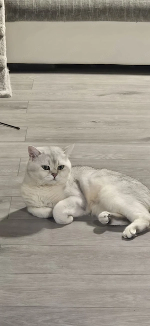 Katze und Kater