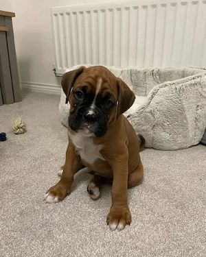Wunderschöne und liebenswerte Boxerwelpen