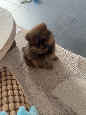 Pomeranian   Zwergspitz sucht liebevolles Für-immer-Zuhause 