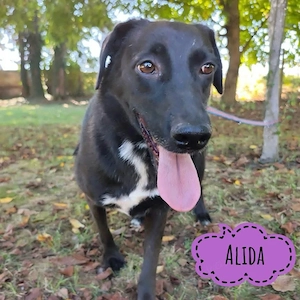 Alida, zarte und sanfte Labrador Mix Hündin