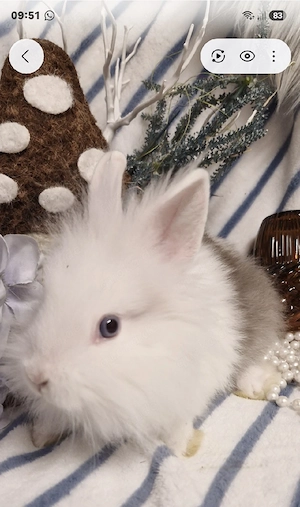 zuckersüsser Löwenkopf,Hase,Zwergkaninchen 