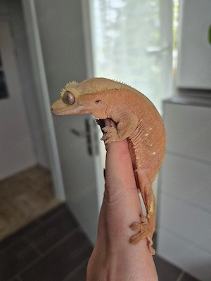 Correlophus ciliatus Kronengecko Weibchen 0.1 red phantom adult 