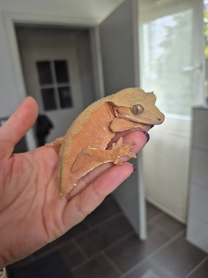 Correlophus ciliatus Kronengecko Weibchen 0.1 red phantom adult 