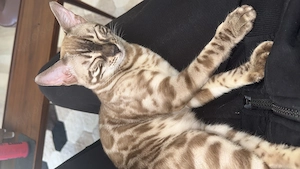 Bengalkater mit Stammbaum 