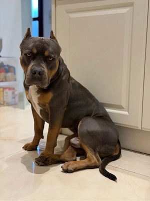 American Bully Rüde