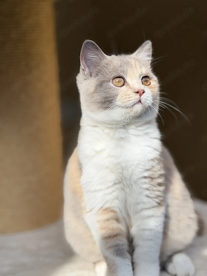 Wunderschöne Britische Kitten suchen ihr Zuhause 