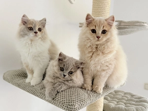 Wunderschöne Britische Kitten suchen ihr Zuhause 