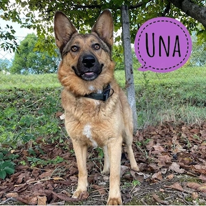 Una, bildhübsche, liebe und katzenverträgliche Deutscher Schäferhund Mix Hündin