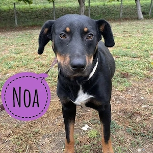 Noa, wunderhübscher Mischlingsrüde Beauceron Slovensky Kopov