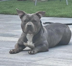 American Bully Pocket Hündin 