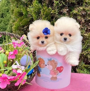 Pomeranian Zwergspitz welpen