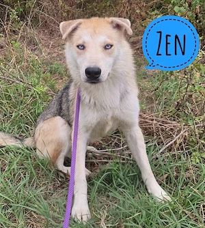 Zen, wunderhübscher Husky   Wolfshund Mischlingsrüde