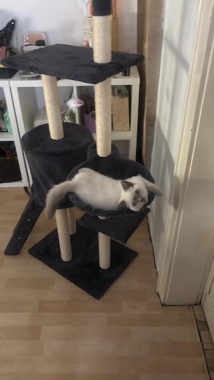 Schöne BKk Katze 