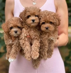 Sweet F1 Maltipoo welpen 