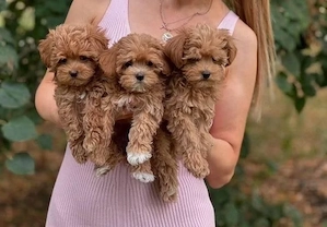 Maltipoo welpen 