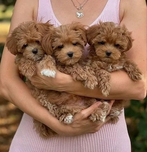 F1 maltipoo welpen 