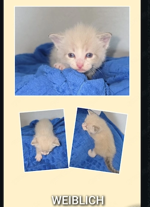Babykatze geboren 26.08.26