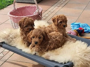 Superr Maltipoo mini Welpen