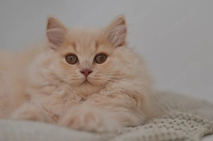 Wunderschöne Britische Kitten suchen ihr Zuhause 
