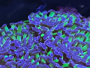 korallenableger euphillia neongrün und violett  Bild 4