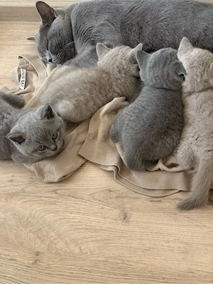 BKH Kitten